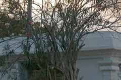 Boostinfo arjuneswarar temple putrulingam 4